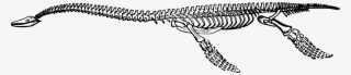 Tyrannosaurus Dinosaur Plesiosauria Skeleton Plesiosaurus - Plesiosaurus Skeleton
