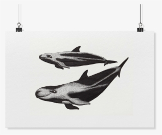 Load Image Into Gallery Viewer, False Killer Whale - Fish