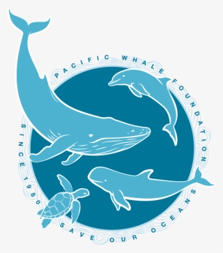 When You Adopt A Whale, Dolphin, Or False Killer Whale, - Logo Chup Chup Gourmet