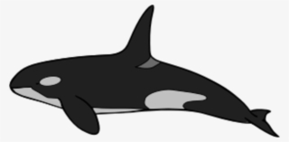 Common Bottlenose Dolphin Killer Whale Tucuxi Rough - Killer Whale