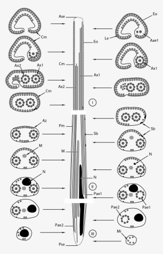 Spermatozoa Of Bucephalidae - Drawing
