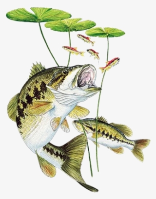 Bass Under Lily Pad Printed T-shirt - Bass Fishing