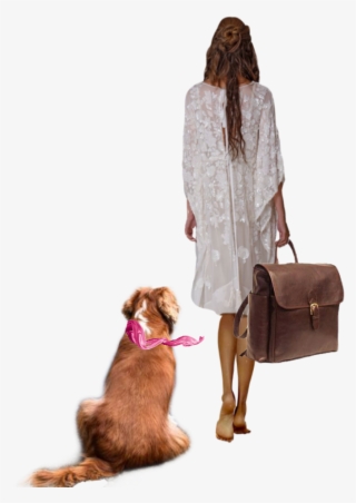 Companion Dog