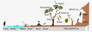 An Overview Of The Diversity In Nest Placement And - Bird Nests Types