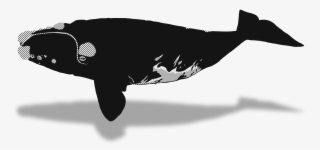 Beluga Whale Clipart Endless Ocean - Ballena Franca Austral Dibujo