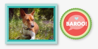 Although Basenjis Tend To Be Quiet, They Still Make - Basenji