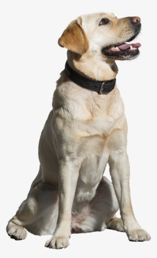 Labrador Retriever Png - Dog