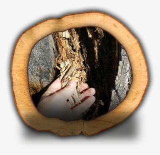 consultations & hazardous tree risk assessment