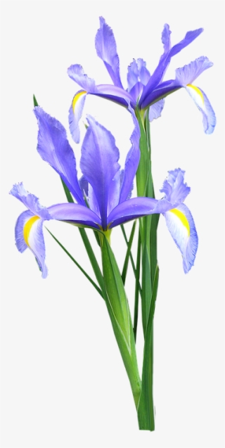 Iris, Dutch, Flowers - Iris Flower Png