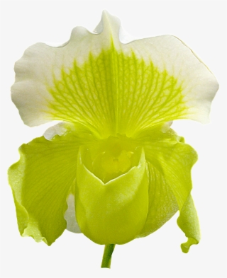 Orchid Flower Png Image