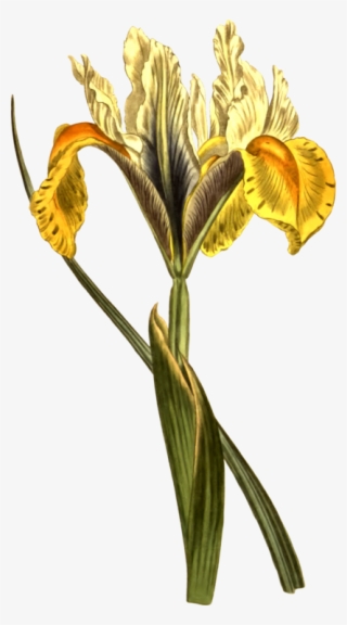 Curtis's Botanical Magazine Botany Iris Lusitanica - Botanical Drawing Of Yellow Iris