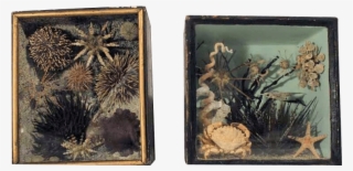 A Rare Pair Of 19th Taxidermy Ocean Dioramas - Picture Frame