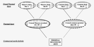 The Mule Four Way Cross Breeding Scheme - Four Way Cross Breeding