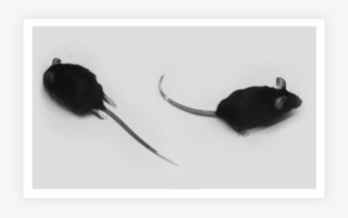 Computing New Treatment For Multiple Sclerosis - Meadow Jumping Mouse