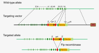 B Col2a1 Icre Mice - Diagram