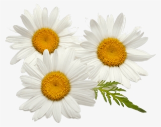 Find Out More - Chamomile Flowers