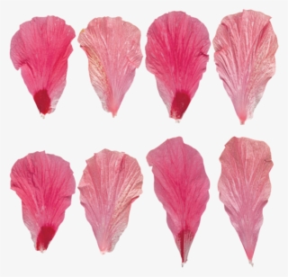 Flower Petals Pink - Flower Petal Texture