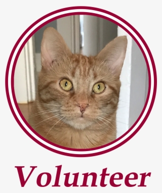 Paws Is An All Volunteer, Non Profit Animal Welfare - Domestic Short-haired Cat