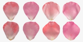 Pink Rose Petal Texture