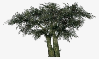 Mexican Pinyon