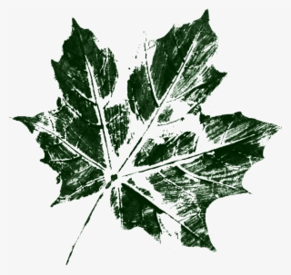 Free Download - Maple Leaf