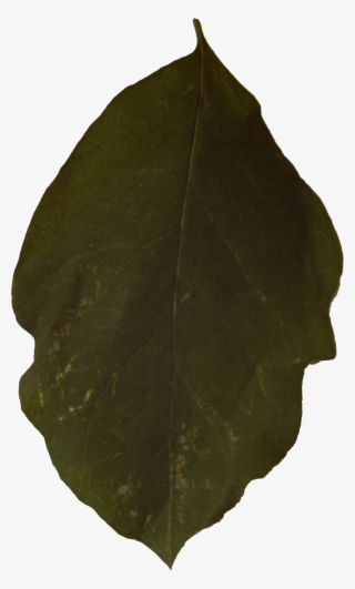 Leaf Alphas, Game Textures - Northern Catalpa