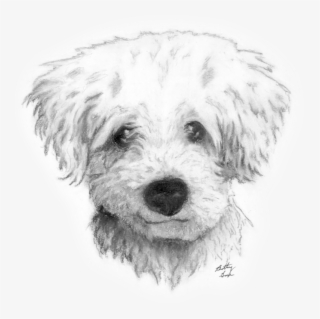 Graphic Transparent Drawing Charcoal Dog - Curly Hair Dog Drawing