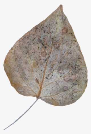 Leaf Fall Dead - Maple