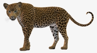Big Cat, Rendering, Leopard, Predator - Snow Leopard Silhouette