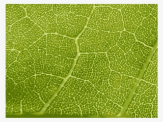 Maple Leaf Close-up - Leaf Bitmap Texture