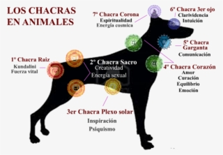 Salud Animal Sui Kuaii - Flores De Bach En Animales