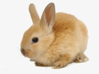 Piel - Rabbit Herbivores Animals