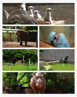 Los Animales - Indian Elephant