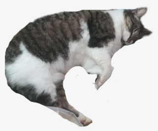 Cat Kitty Meow Shrimpcat Rawr Cute Sleepingcat - Sleeping Cat Transparent