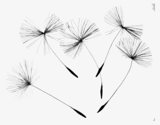 Drawn Dandelion Google - Seeds From A Dandelion Png