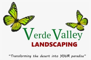 Stop By Today - Lycaenid
