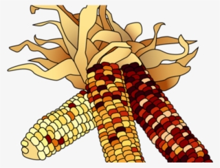 Cornfield Clipart Thanksgiving - Indian Corn Clip Art