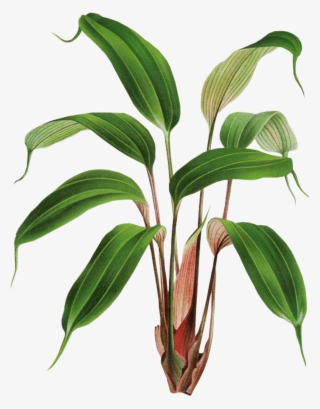 Plantas Sticker - Botany