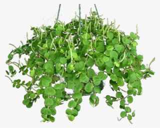 Arbustos Follaje Y Plantas Verdes