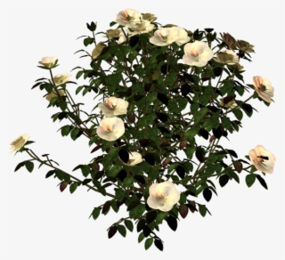 Plantas Con Flores En Png Y Sin Fondo - Garden Roses