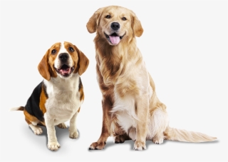 Confira Nossas Marcas De Produtos Para Cães - Animal Photo White Background