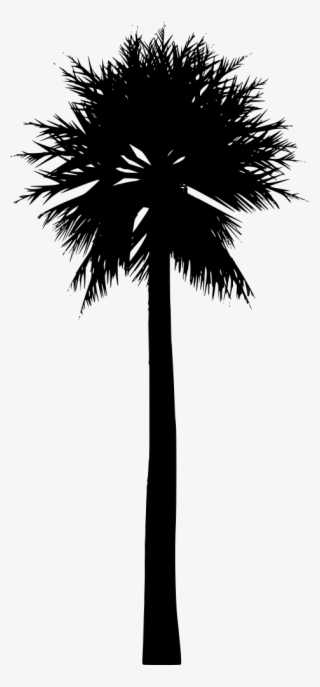 Download Png - Palm Trees