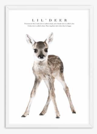 Lil' Deer - Baby Deer White Background