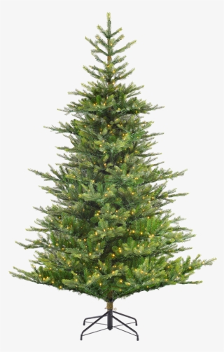 Pine Tree For Christmas