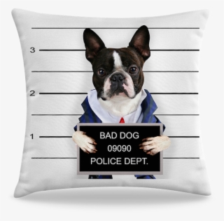 Bad Dog Boston Terrier