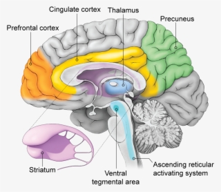 The Brain's Outer Rind The Cerebral Cortex Is The Seat - Central Sulcus Midsagittal