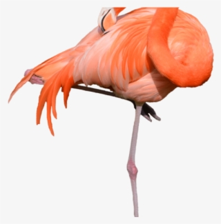 Flamingo Clipart Girly - Drawn Flamingo Transparent Background