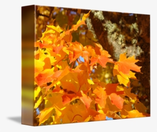 Fall Trees Images - Tree Canvas Prints Nature