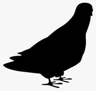 Download Png - Bird