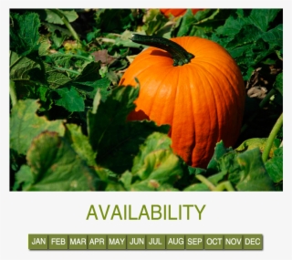 Pumpkin - Abobora Redonda
